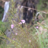 Parasopubia delphiniifolia (L.) H.-P.Hofm. & Eb.Fisch.